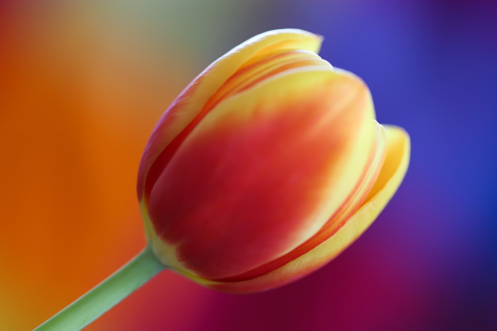 Close up of a bright orange tulip against a multi-coloured background.