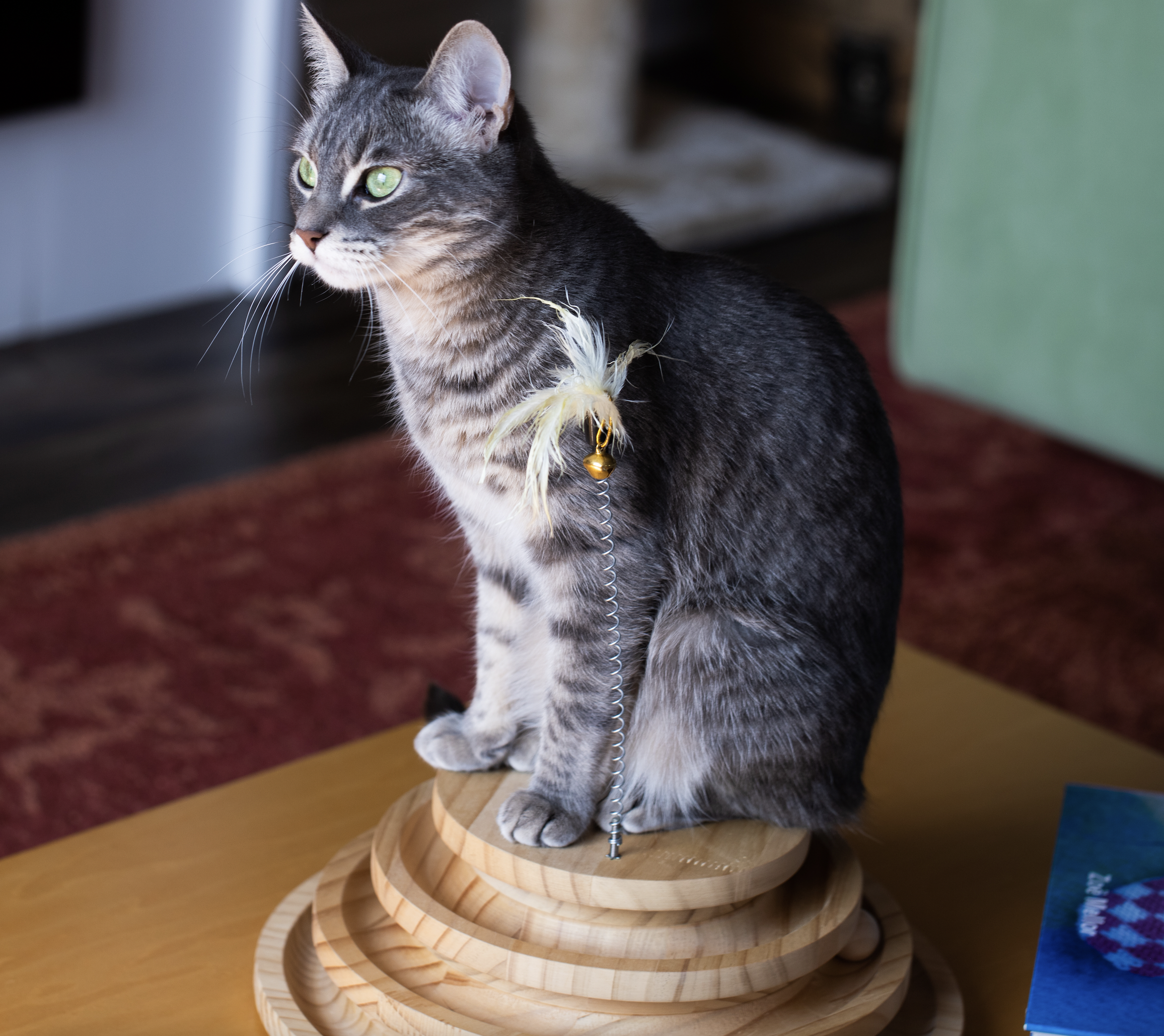 Rosie the grey tabby sitting on top of her little wooden track ball tower, beside a spring with a feather and bell.