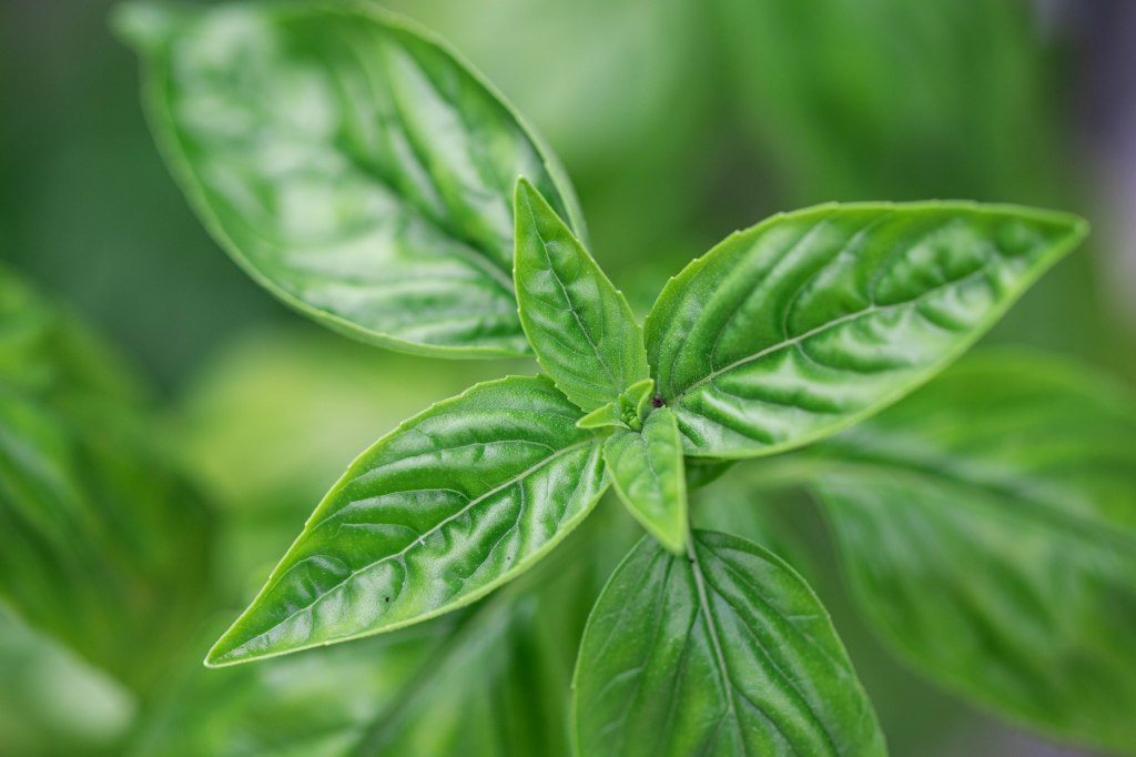 Close-up shot of fresh basil plant.(Photo: Tracy Isaacs)