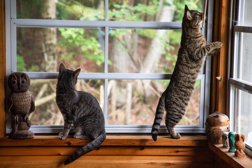 Rosie and Lily living their best life! Not at all aloof. Two cats exploring the world from a windowsill, grey tabby on the left, sitting, brown tabby on the right, standing on hind legs, owl figurines on the sill with them, woods out in the background beyond the window. Photo by Tracy Isaacs