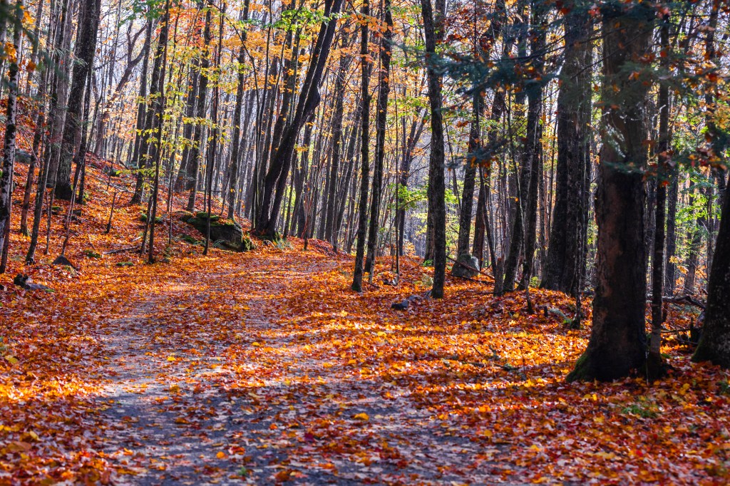 A vegan feast for Canadian&nbsp;Thanksgiving