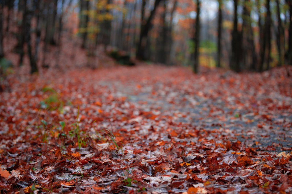 Unreflective carnivores, the marginal case argument, and making a&nbsp;difference