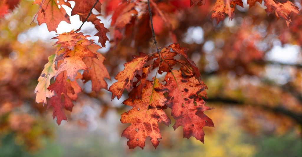 Fall leaves on a a tree with a fall scene receding into a blurred background. Photo by Tracy Isaacs