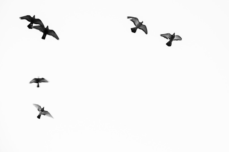 Compassion as a reason to be&nbsp;vegan