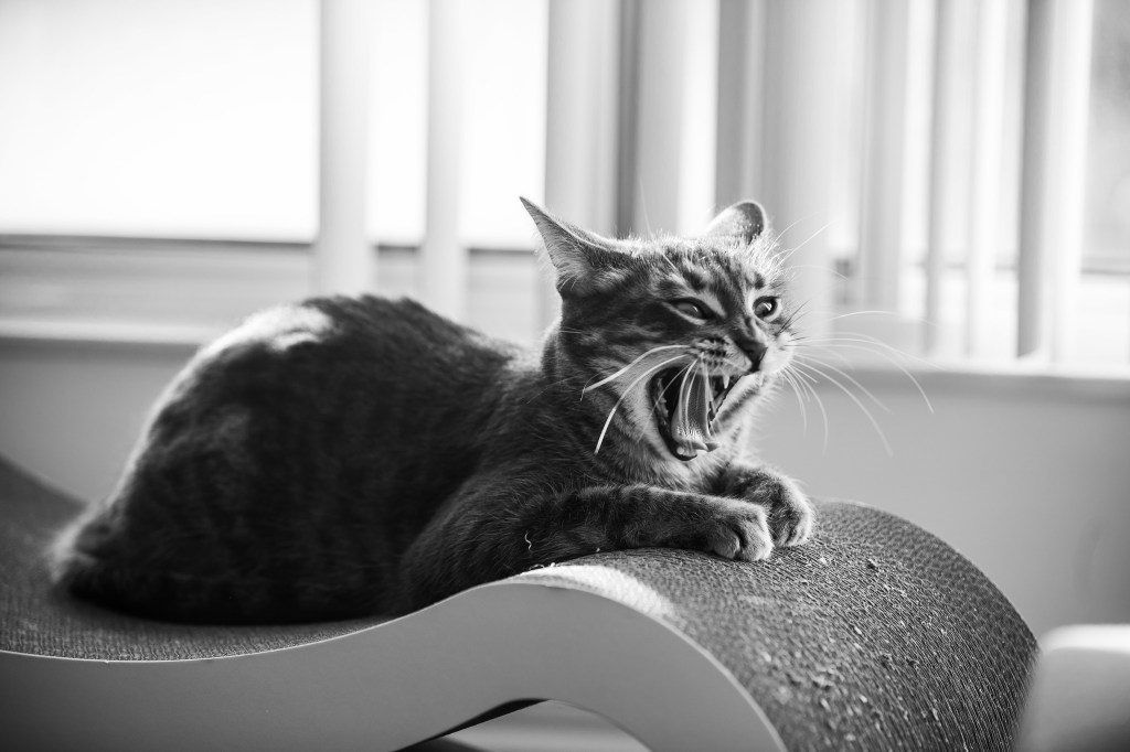 Anti-vegan memes: displaying callous disregard for animal suffering as a badge of honor