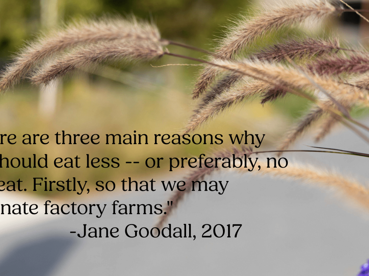 Can Jane Goodall inspire you to go&nbsp;vegan?