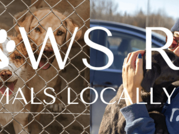 Running for Sea Paws Rescue